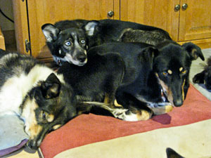 Crowded dog beds